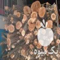 آگهی مشابه خریدار چوب عمده باغ ، الوار ، هیزمی در گرگان در گروه خرید فروش عمده چوب- زغال چوب گردو تبریزی خام در یکمیوه