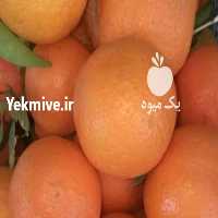 آگهی مشابه فروش نارنگی و پرتقال   در هرمز در گروه خرید فروش عمده پرتقال - پرتقال رسمی تامسون خونی جنوب در یکمیوه