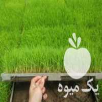 آگهی مشابه فروش بانک نشا برنج در لنگرود در گروه خرید فروش نشا - انواع گوجه برنج کاهو پیاز کاری فرنگی در یکمیوه