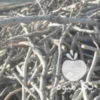 آگهی مشابه فروش کنده درخت پسته در رفسنجان در گروه پسته - کوهی شامی خام اکبری تازه کله قوچی در یکمیوه