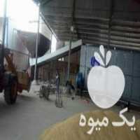 آگهی مشابه فروش دستگاه برنج خشک کن در قائم شهر در گروه خرید فروش ابزار ها و تجهیزات کشاورزی - دستی برقی ماشینی بیل کلنگ در یکمیوه