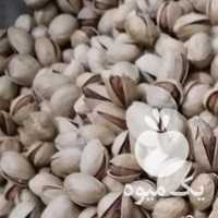 آگهی مشابه فروش پسته ی تازه خوش طعم و خوش مزه در تهران در گروه پسته - کوهی شامی خام اکبری تازه کله قوچی در یکمیوه