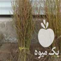 آگهی مشابه فروش نهال گل محمدی عطری بسیارمقاوم کشت به صورت دیم در فسا در گروه خرید فروش نهال - انواع گردو پسته بادام سلطانی انگور در یکمیوه