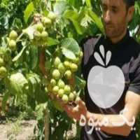 آگهی مشابه فروش انواع نهال میوه اصلاح شده پربار در ملایر در گروه خرید فروش عمده خرمالو - خرمالو رسیده نارس برگ عمده در یکمیوه