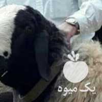 آگهی مشابه خرید مستقیم گوشت گوسفند از دامداری در تهران در گروه گاو و گوسفند و میش و بز کهره گوساله سمینتال در یکمیوه