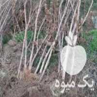 آگهی مشابه تولید و فروش انواع نهال های پیوندی و اصلاح شده در تهران در گروه خرید فروش نهال - انواع گردو پسته بادام سلطانی انگور در یکمیوه