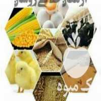 آگهی مشابه فروش خوراک دام و طیور با کیفیت بصورت عمده در تهران در گروه مرغ و خروس و بوقلمون و اردک قو قاز در یکمیوه