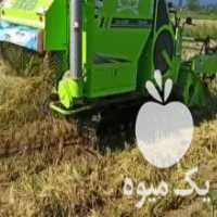 آگهی مشابه فروش کمباین زوملاین دانه نشان در اردبیل در گروه خرید فروش نشا - انواع گوجه برنج کاهو پیاز کاری فرنگی در یکمیوه