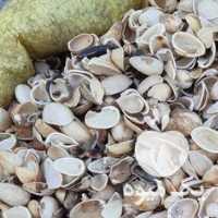 آگهی مشابه خرید پوست استخوانی پسته بادام و فندق در تناژ بالا در قزوین در گروه بادام - درختی کوهی زمینی فروش عمده در یکمیوه