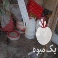 آگهی مشابه فروش لوازم آبخوری دونخوری در جویبار در گروه تجهیزات دام و طیور - خرید فروش نو دسته دوم در یکمیوه