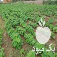 آگهی مشابه فروش نهال پالونیا در فاضل آباد در گروه خرید فروش نهال - انواع گردو پسته بادام سلطانی انگور در یکمیوه