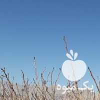 آگهی مشابه فروش نهال پسته در یزد در گروه خرید فروش نهال - انواع گردو پسته بادام سلطانی انگور در یکمیوه