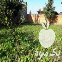 آگهی مشابه فروش نشا اماده تحویل گل گاوزبان و نشا قلمه گیاه دارویی در بهشهر در گروه خرید فروش نشا - انواع گوجه برنج کاهو پیاز کاری فرنگی در یکمیوه