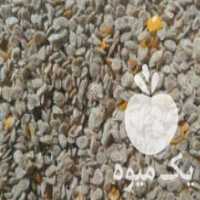 آگهی مشابه فروش بذر دستی گوجه فرنگی در تاکستان در گروه خرید فروش بذر - انواع محصول کشاورزی گوجه کتان میوه درخت در یکمیوه