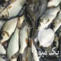 آگهی مشابه فروش بچه ماهیان گرمابی بهترین نژاد کپور امور و ماهی کوی در تهران در گروه خوراک شیلات و آبزیان - ماهی گیلان خوزستان چابهار بوشهر در یکمیوه