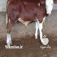 آگهی مشابه فروش گاو سمینتال در گلستان در گروه گاو و گوسفند و میش و بز کهره گوساله سمینتال در یکمیوه