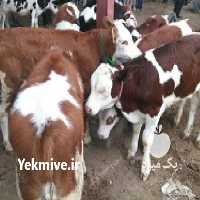 آگهی مشابه فروش گاو سمینتال در مریوان در گروه گاو و گوسفند و میش و بز کهره گوساله سمینتال در یکمیوه