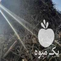 آگهی مشابه فروش چوب هیزم باغی در تهران در گروه خرید فروش عمده چوب- زغال چوب گردو تبریزی خام در یکمیوه