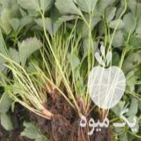 آگهی مشابه فروش بوته توت فرنگی در نکا در گروه خرید فروش عمده توت فرنگی - خرید فروش عمده قرمز سفید در یکمیوه