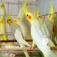 آگهی مشابه فروش پرندگان عروس هلندی در تهران در گروه مرغ و خروس و بوقلمون و اردک قو قاز در یکمیوه