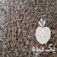 آگهی مشابه فروش گندم پیشگام در اقبالیه در گروه خرید فروش عمده گندم و جو - بلغور شیرازی فروش عمده محصول کشاورزی در یکمیوه