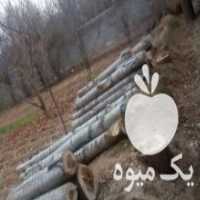 آگهی مشابه خرید چوب وفروش در بجنورد در گروه خرید فروش عمده چوب- زغال چوب گردو تبریزی خام در یکمیوه