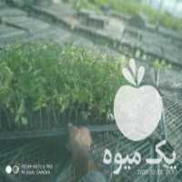 آگهی مشابه فروش نشا گوجه‌فرنگی و فلفل تخفیف ویژه 40 %ب علت هزینه های نگهداری در هرمز در گروه خرید فروش نشا - انواع گوجه برنج کاهو پیاز کاری فرنگی در یکمیوه