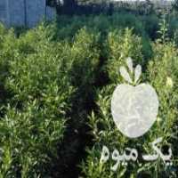 آگهی مشابه فروش نهال کامکوات در تنکابن در گروه خرید فروش نهال - انواع گردو پسته بادام سلطانی انگور در یکمیوه
