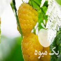آگهی مشابه فروش نهال بوته رزبری طلایی کیوی گلد در ساری در گروه خرید فروش نهال - انواع گردو پسته بادام سلطانی انگور در یکمیوه