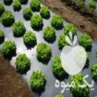 آگهی مشابه فروش پلاستیک مالچ و نایلون کشاورزی در اصفهان در گروه خرید فروش عمده هندوانه - صادراتی گرد بیضی زرد قرمز در یکمیوه
