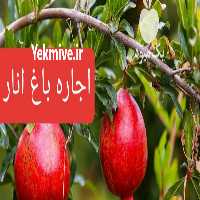 آگهی مشابه فروش اجاره باغ انار داراب فارس در شیراز در گروه خرید فروش عمده انار - ساوه شیراز شیرین ترش در یکمیوه
