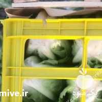 آگهی مشابه فروش کاهو رومانو در اهواز در گروه خرید فروش عمده کاهو - رسمی پیچ سالادی فرانسوی چینی قرمز در یکمیوه