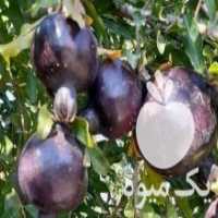 آگهی مشابه فروش نهال های خاص و کمیاب در بیدستان در گروه خرید فروش عمده خرمالو - خرمالو رسیده نارس برگ عمده در یکمیوه