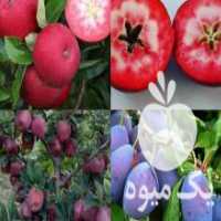 آگهی مشابه فروش انواع نهال میوه خاص در اصفهان در گروه خرید فروش نهال - انواع گردو پسته بادام سلطانی انگور در یکمیوه