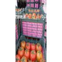 آگهی مشابه فروش تامین هویچ گل کلم آیسبرگ کاهو رومانو و صیفیجات صادراتی در اهواز در گروه خرید فروش عمده کاهو - رسمی پیچ سالادی فرانسوی چینی قرمز در یکمیوه