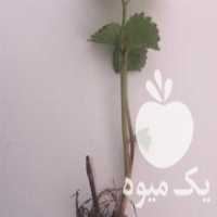 آگهی مشابه فروش بوته توت فرنگی کاماروسا در ساری در گروه خرید فروش عمده توت فرنگی - خرید فروش عمده قرمز سفید در یکمیوه