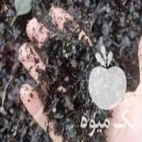 آگهی مشابه فروش کود برگ مخصوص گلخانه ها باغ ها گل ها مزارع در سیرجان در گروه خرید فروش عمده گیاهان زینتی - گرمسیری آپارتمانی باغچه آب در یکمیوه