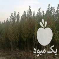آگهی مشابه فروش نهال درخت چنار در هشتگرد در گروه خرید فروش نهال - انواع گردو پسته بادام سلطانی انگور در یکمیوه