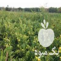 آگهی مشابه فروش نهال لیموترش لایم کوات در بهمن در گروه خرید فروش نهال - انواع گردو پسته بادام سلطانی انگور در یکمیوه