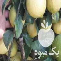 آگهی مشابه فروش نهال لیمو ترش فراست لیسبون پیوندی در ساری در گروه خرید فروش نهال - انواع گردو پسته بادام سلطانی انگور در یکمیوه
