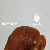 آگهی مشابه فروش قارچ خالص گانودرما   در خراسان رضوی در گروه خرید فروش عمده قارچ - دکمه ای خوراکی دارویی پرورشی کوهی در یکمیوه