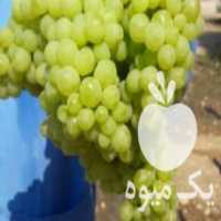 آگهی مشابه فروش نهال انگور پرلت بی دانه فرانسوی در ساری در گروه خرید فروش نهال - انواع گردو پسته بادام سلطانی انگور در یکمیوه