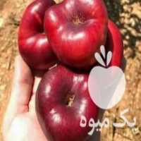 آگهی مشابه فروش نهال  ونهالستان مهندس حسین زاده در بوکان در گروه خرید فروش عمده خرمالو - خرمالو رسیده نارس برگ عمده در یکمیوه