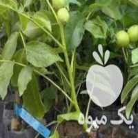 آگهی مشابه فروش نهال درختان و هرس و مبارزه با آفات توسط کارشناش ارشدمهندسی ک در عباس آباد در گروه خرید فروش نهال - انواع گردو پسته بادام سلطانی انگور در یکمیوه