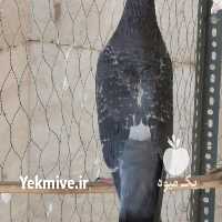 آگهی مشابه فروش پرندگان سوکس نر پرشی در یزد در گروه انواع پرنده - زینتی عروس هما مینا طوطی مرغ عشق در یکمیوه