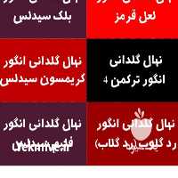 آگهی مشابه فروش نهال میوه در سمنان در گروه خرید فروش نهال - انواع گردو پسته بادام سلطانی انگور در یکمیوه