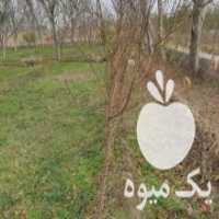 آگهی مشابه فروش نهال شفتالو سه ساله در خسروشهر در گروه خرید فروش نهال - انواع گردو پسته بادام سلطانی انگور در یکمیوه