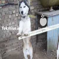 آگهی مشابه فروش هاسکی نر   در هرمز در گروه سگ و گربه _ نگهبان هاسکی ژرمن دوبرمن سرابی در یکمیوه