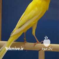 آگهی مشابه فروش پرندگان رسمی دم بلند در تهران در گروه اسب و الاغ خر و فروش قاطر- ترکمن عربی سفید نر و ماده در یکمیوه