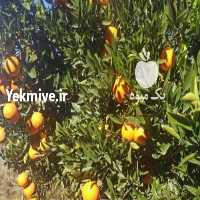 آگهی مشابه فروش پرتقال تامسون و خونی   در مازندران در گروه خرید فروش عمده پرتقال - پرتقال رسمی تامسون خونی جنوب در یکمیوه